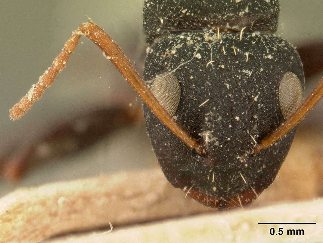 Plancia ëd Camponotus grandidieri Forel 1886