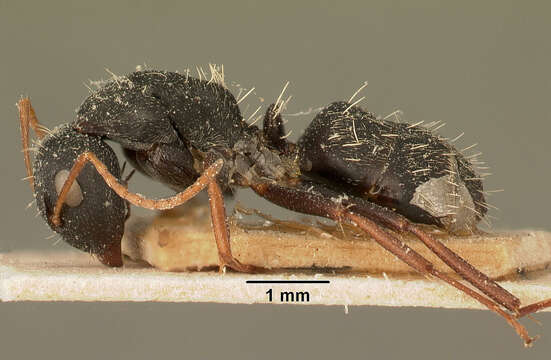 Image of Camponotus grandidieri Forel 1886