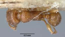 صورة Tetramorium sikorae Forel 1892