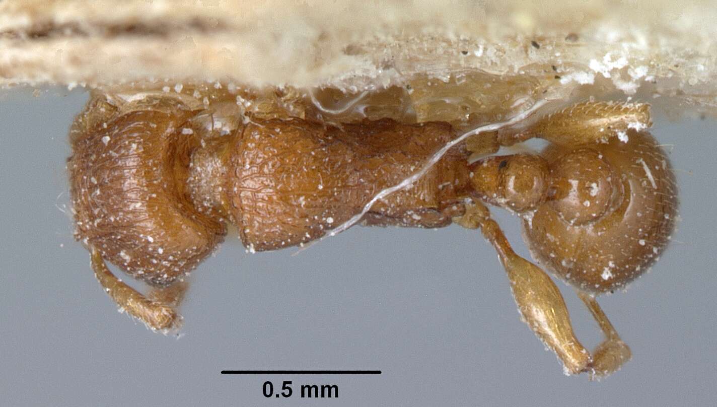 صورة Tetramorium sikorae Forel 1892