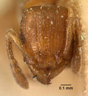 صورة Tetramorium sikorae Forel 1892