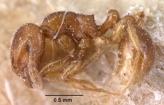 صورة Tetramorium sikorae Forel 1892