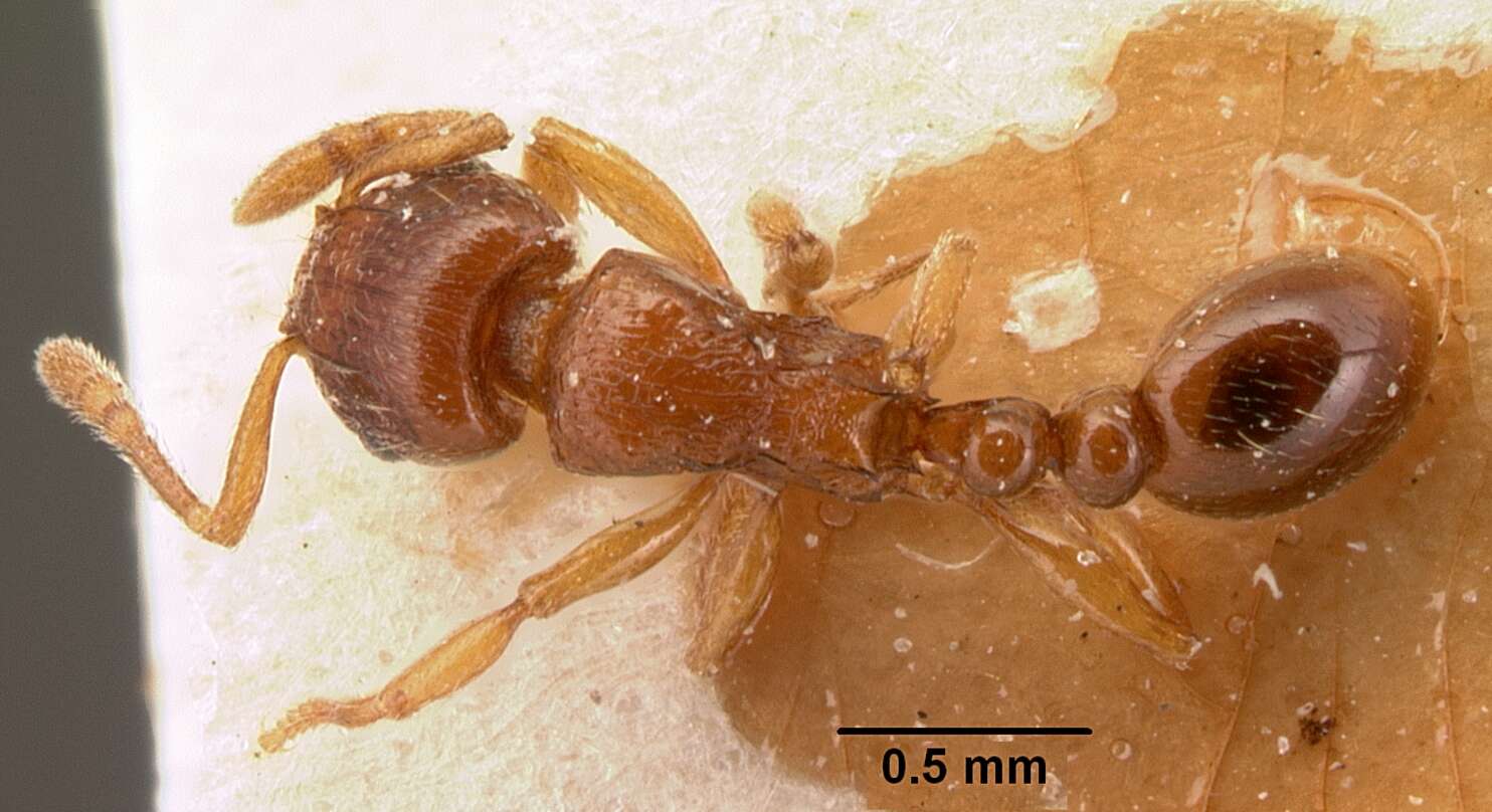 صورة Tetramorium sikorae Forel 1892