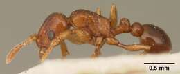 صورة Tetramorium sikorae Forel 1892