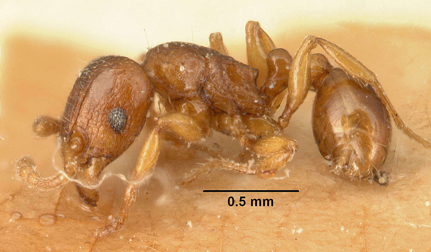 صورة Tetramorium sikorae Forel 1892