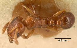 صورة Tetramorium sikorae Forel 1892