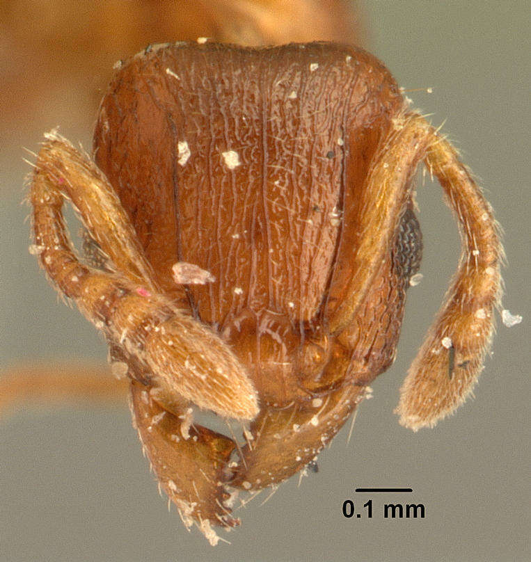 صورة Tetramorium sikorae Forel 1892