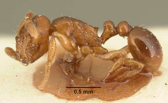 صورة Tetramorium sikorae Forel 1892