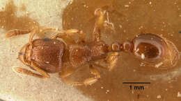 صورة Tetramorium sikorae Forel 1892