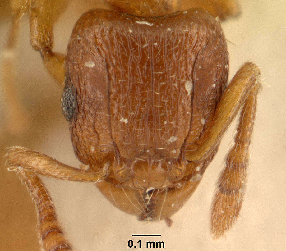 صورة Tetramorium sikorae Forel 1892