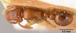 صورة Tetramorium sikorae Forel 1892