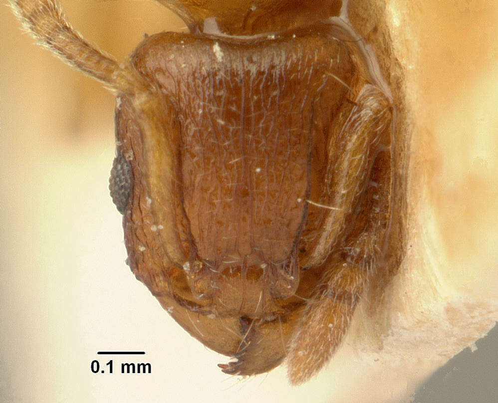 صورة Tetramorium sikorae Forel 1892