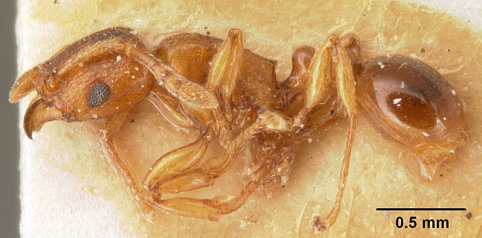 صورة Tetramorium sikorae Forel 1892