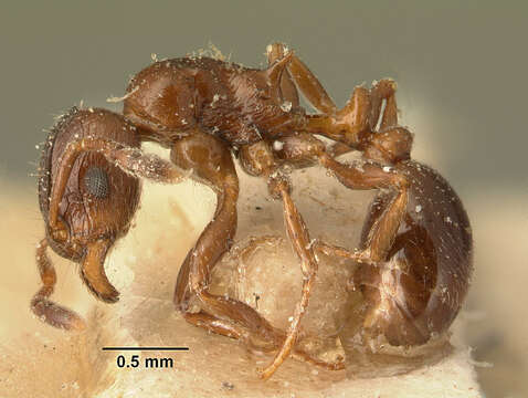 Image of Tetramorium bessonii Forel 1891