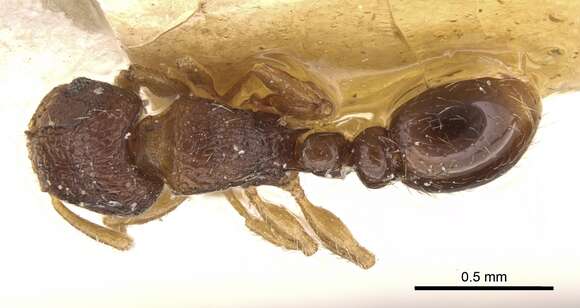 Image of Tetramorium degener Santschi 1911