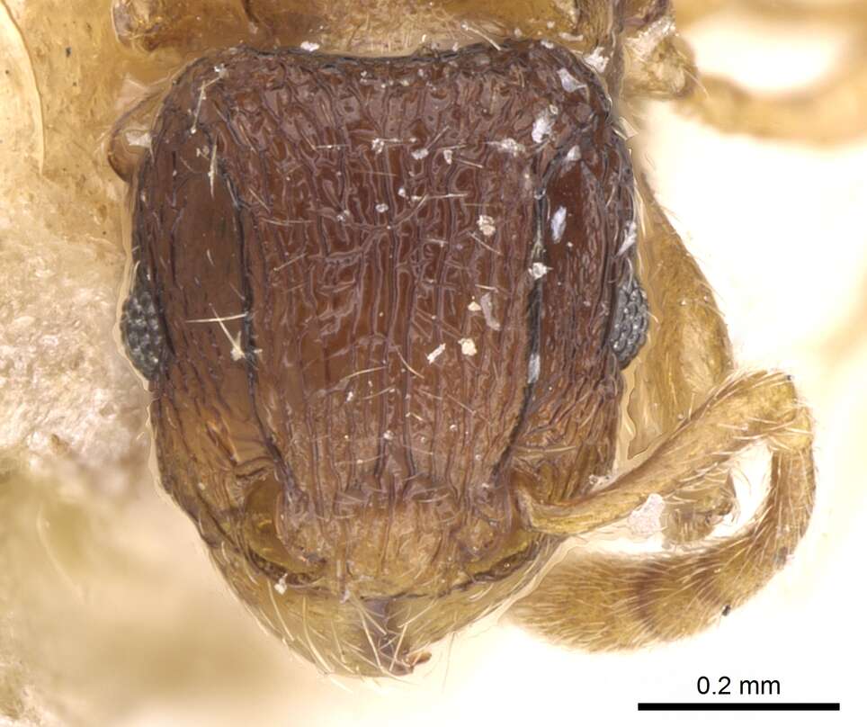 Image de Tetramorium degener Santschi 1911