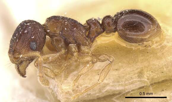 Image of Tetramorium degener Santschi 1911