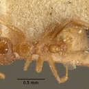 Image of Crematogaster rasoherinae Forel 1891