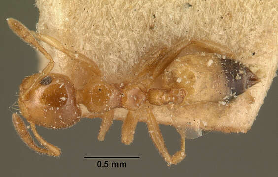 صورة Crematogaster rasoherinae Forel 1891