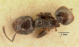 Image of Crematogaster lobata Emery 1895