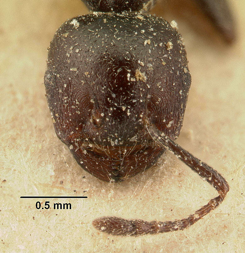 Image of Crematogaster lobata Emery 1895