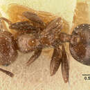 Слика од Crematogaster agnetis Forel 1892