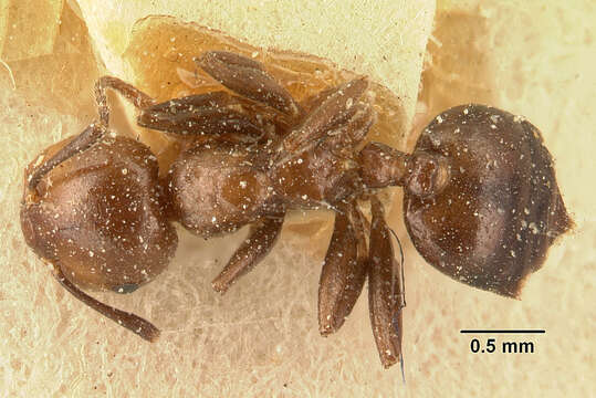 Crematogaster agnetis Forel 1892 resmi