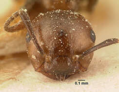 Crematogaster agnetis Forel 1892 resmi