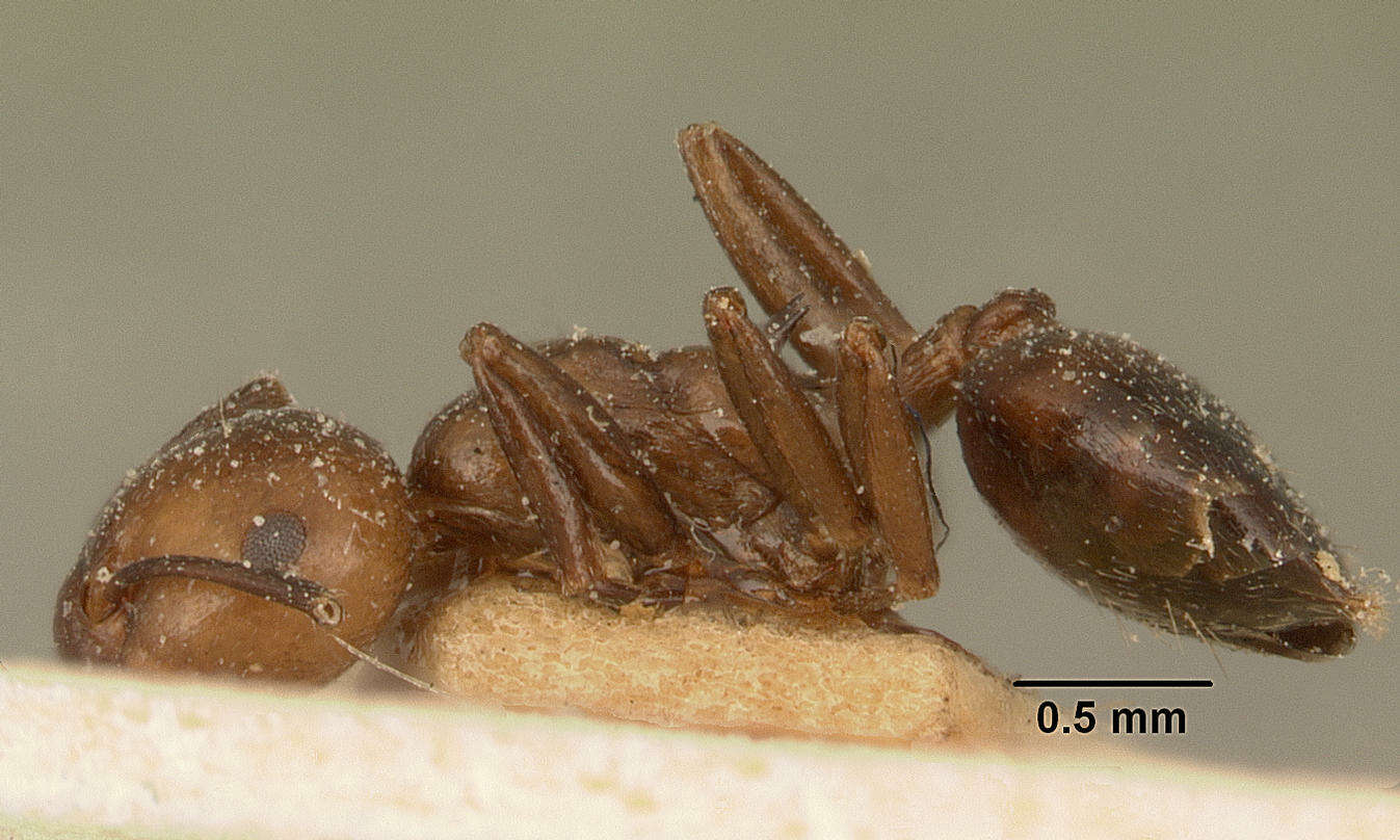 Crematogaster agnetis Forel 1892 resmi