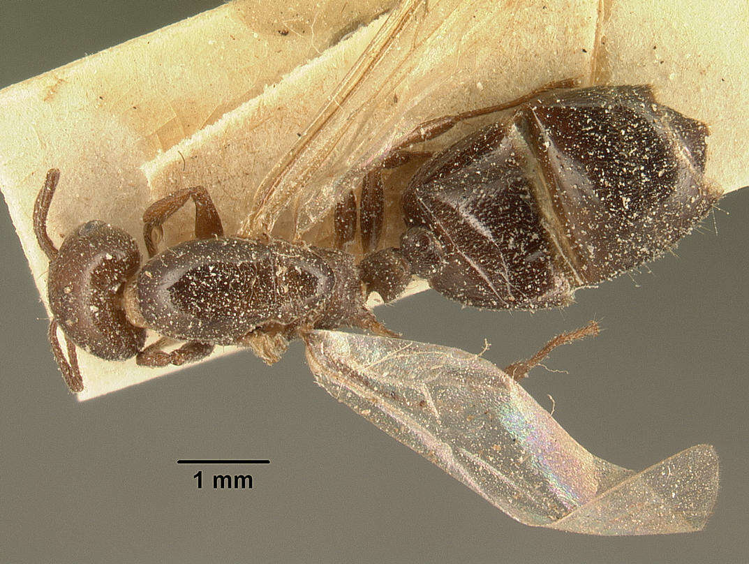 Image of Crematogaster degeeri Forel 1886