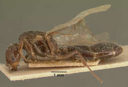 Image of Crematogaster degeeri Forel 1886