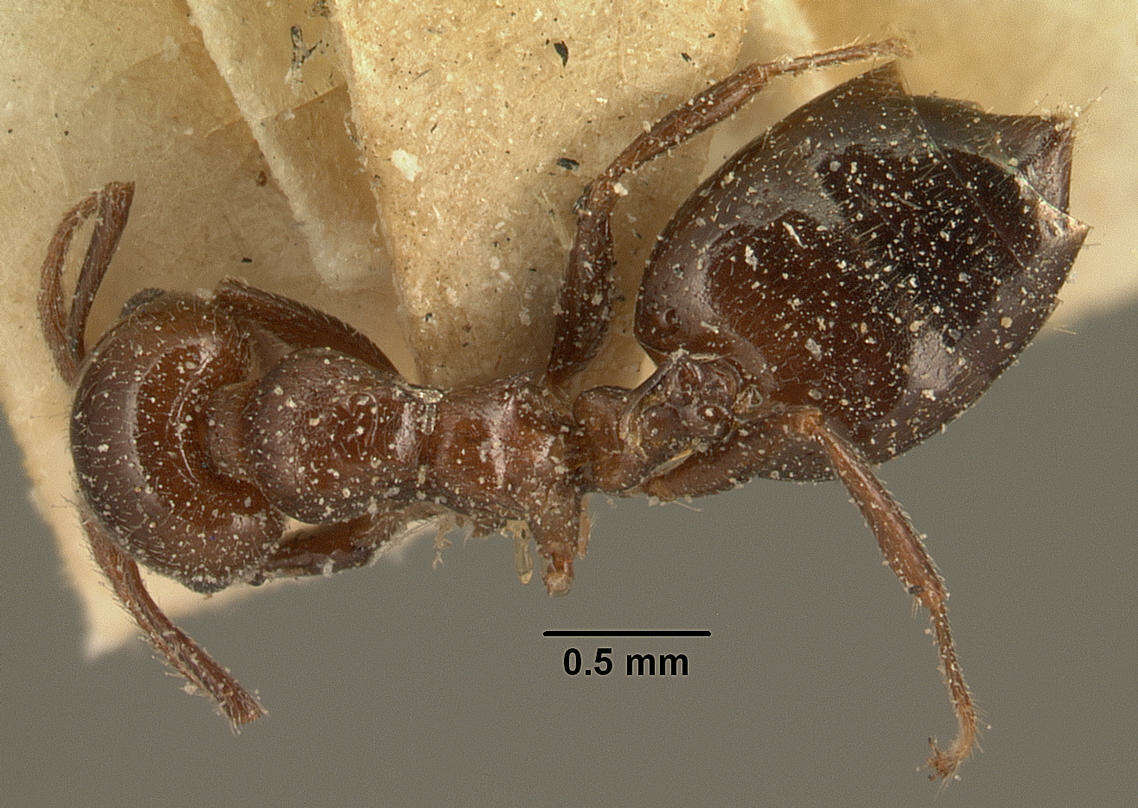 Image of Crematogaster degeeri Forel 1886