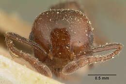 Image of Crematogaster degeeri Forel 1886