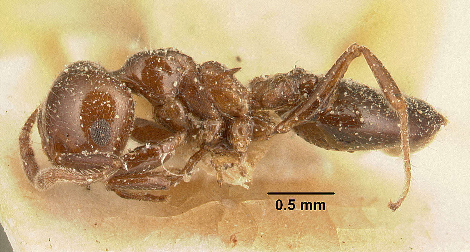 Image of Crematogaster degeeri Forel 1886