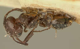 Image of Crematogaster degeeri Forel 1886