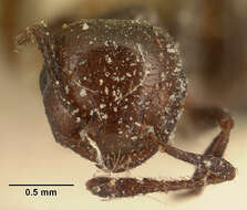 Image of Crematogaster degeeri Forel 1886