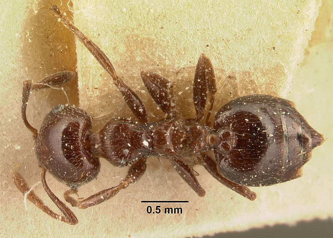 Image of Crematogaster degeeri Forel 1886