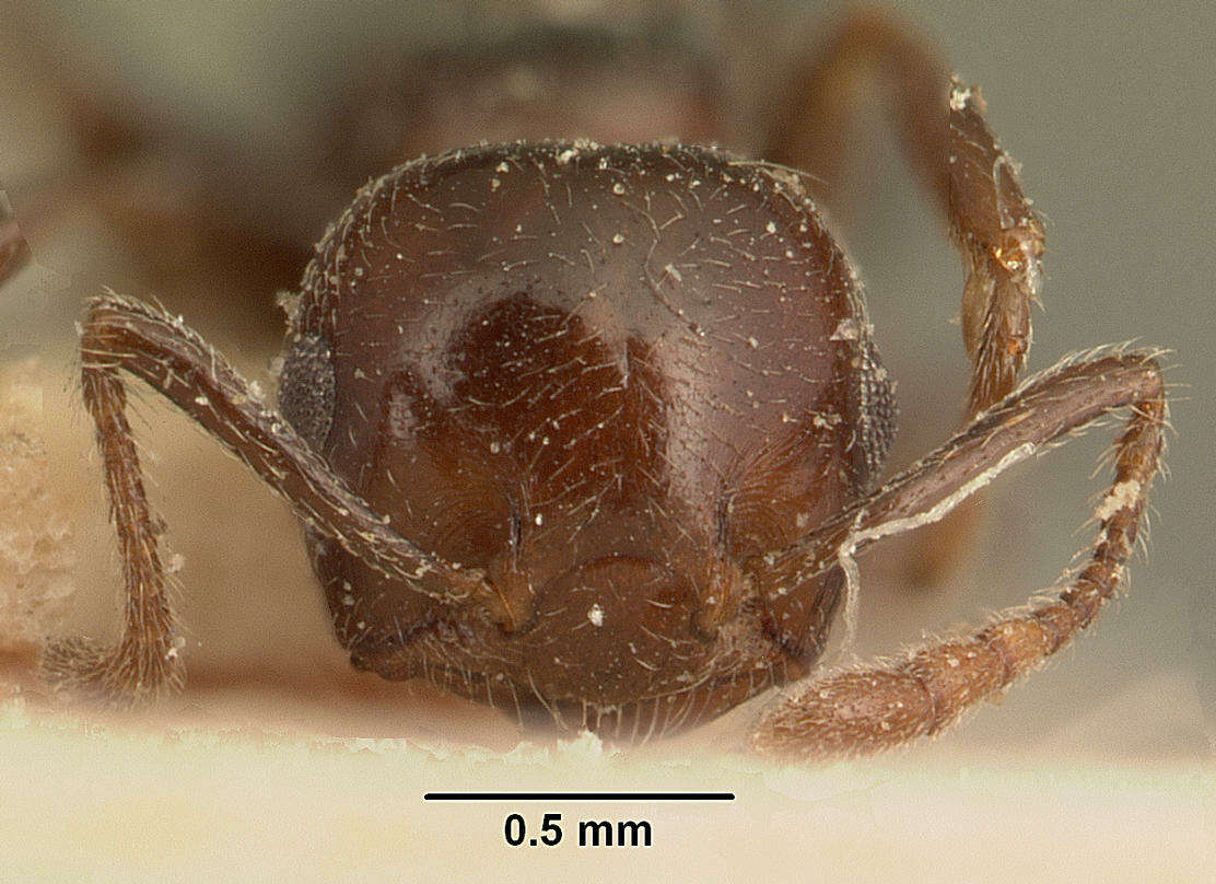 Image of Crematogaster degeeri Forel 1886