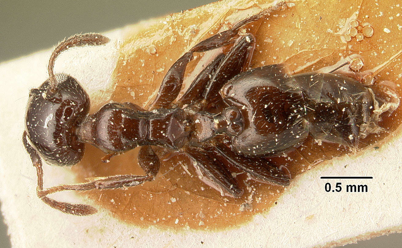 Image of Crematogaster degeeri Forel 1886