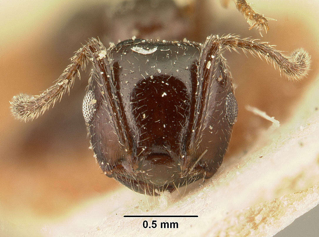 Image of Crematogaster degeeri Forel 1886