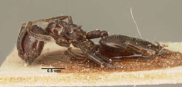 Image of Crematogaster degeeri Forel 1886