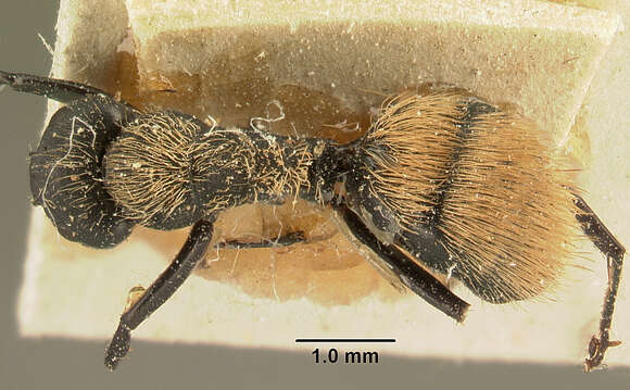 Image of Camponotus darwinii Forel 1886