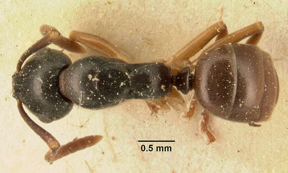 Image of Overbeckia