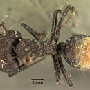 Image of Camponotus ellioti Forel 1891