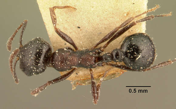 Image de Oxyopomyrmex