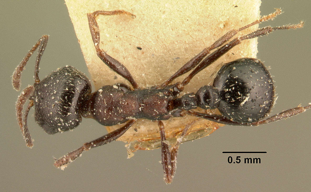 Image de Oxyopomyrmex