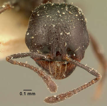 Image of Oxyopomyrmex