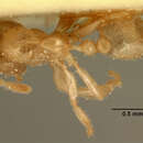 Image of Bondroitia lujae (Forel 1909)