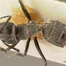 Image of Camponotus descarpentriesi Santschi 1926
