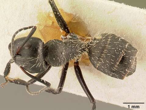 Image of Camponotus descarpentriesi Santschi 1926